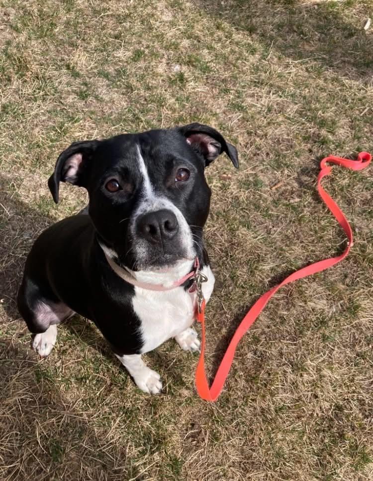 Chloe, adopted, Young Female Mixed Breed.