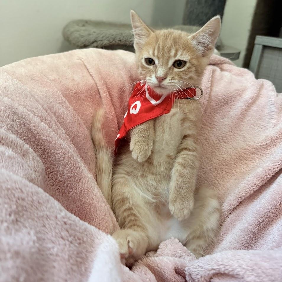 Enlarge Rambo, an adopted Domestic Short Hair image 6/6