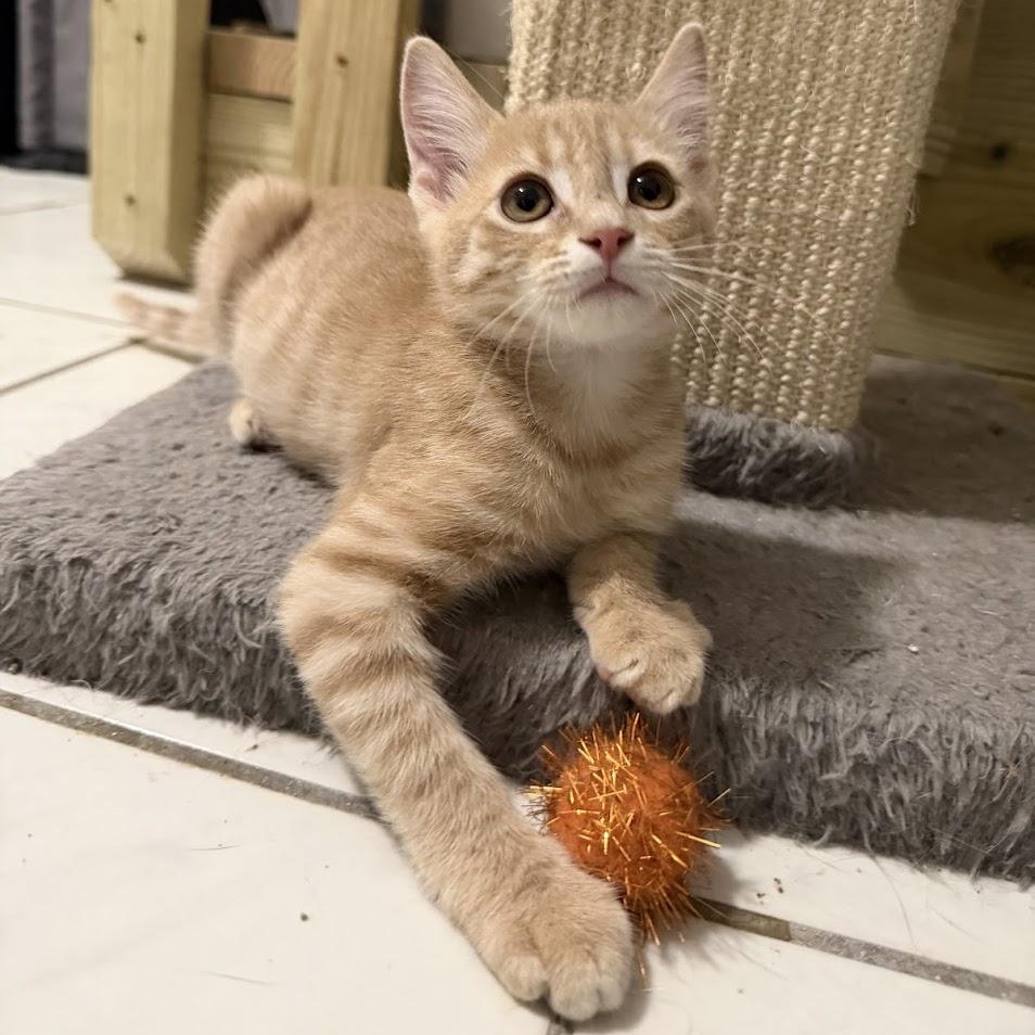 Enlarge Rambo, an adopted Domestic Short Hair image 5/6