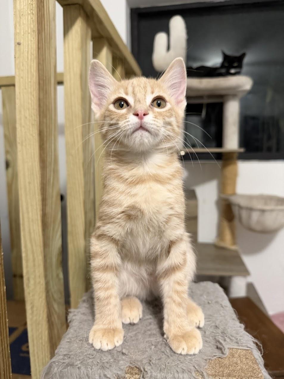 Enlarge Rambo, an adopted Domestic Short Hair image 3/6