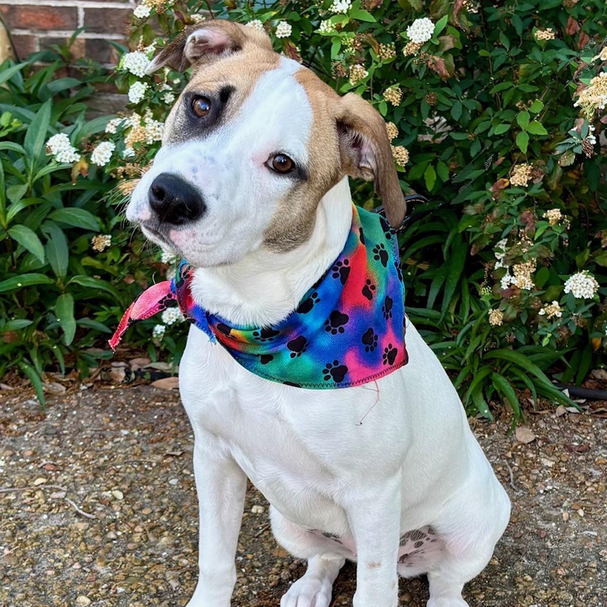 GINNY - SWEET GIRL - SEE VIDEO! — thumbnail 4