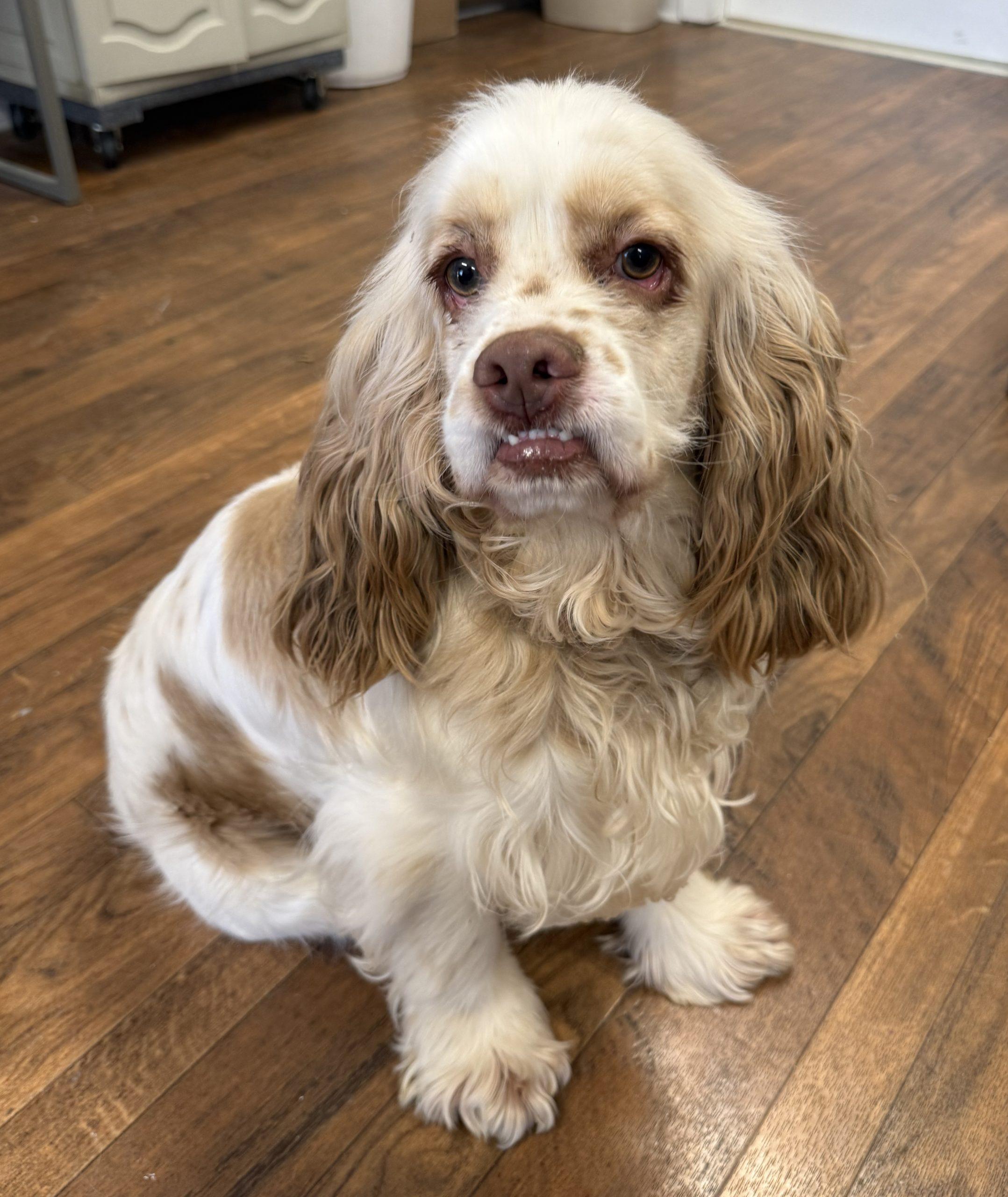 Gus 5646 D, Adoptable, Adult Male Cocker Spaniel.