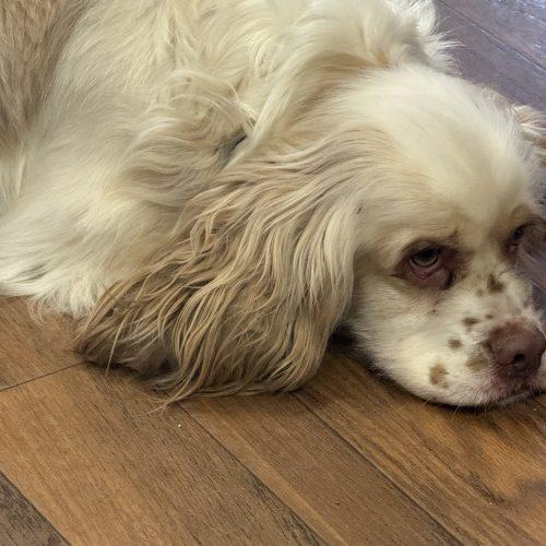 Gus 5646 D, Adoptable, Adult Male Cocker Spaniel.