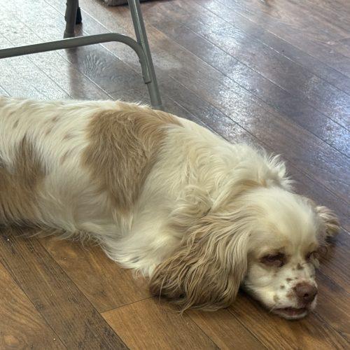 Enlarge Gus 5646 D, a Adoptable Cocker Spaniel in Frankfort, KY image 3/6