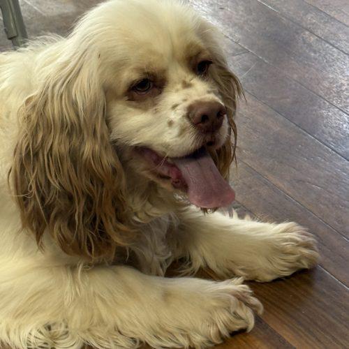 Enlarge Gus 5646 D, a Adoptable Cocker Spaniel in Frankfort, KY image 4/6