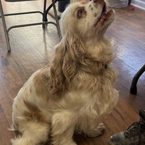 Enlarge Gus 5646 D, a Adoptable Cocker Spaniel in Frankfort, KY image 5/6