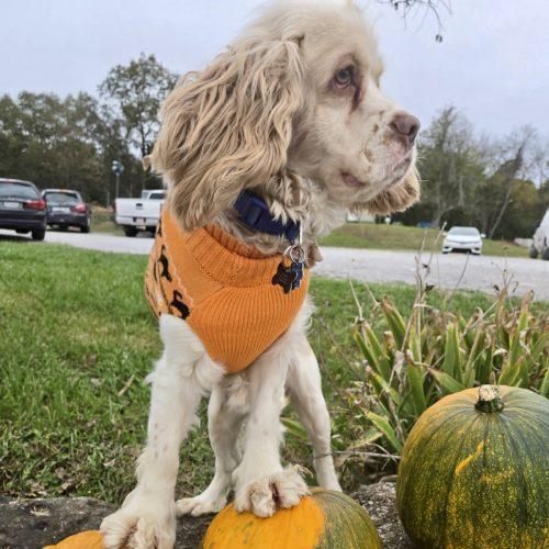 Enlarge Gus 5646 D, a Adoptable Cocker Spaniel in Frankfort, KY image 6/6