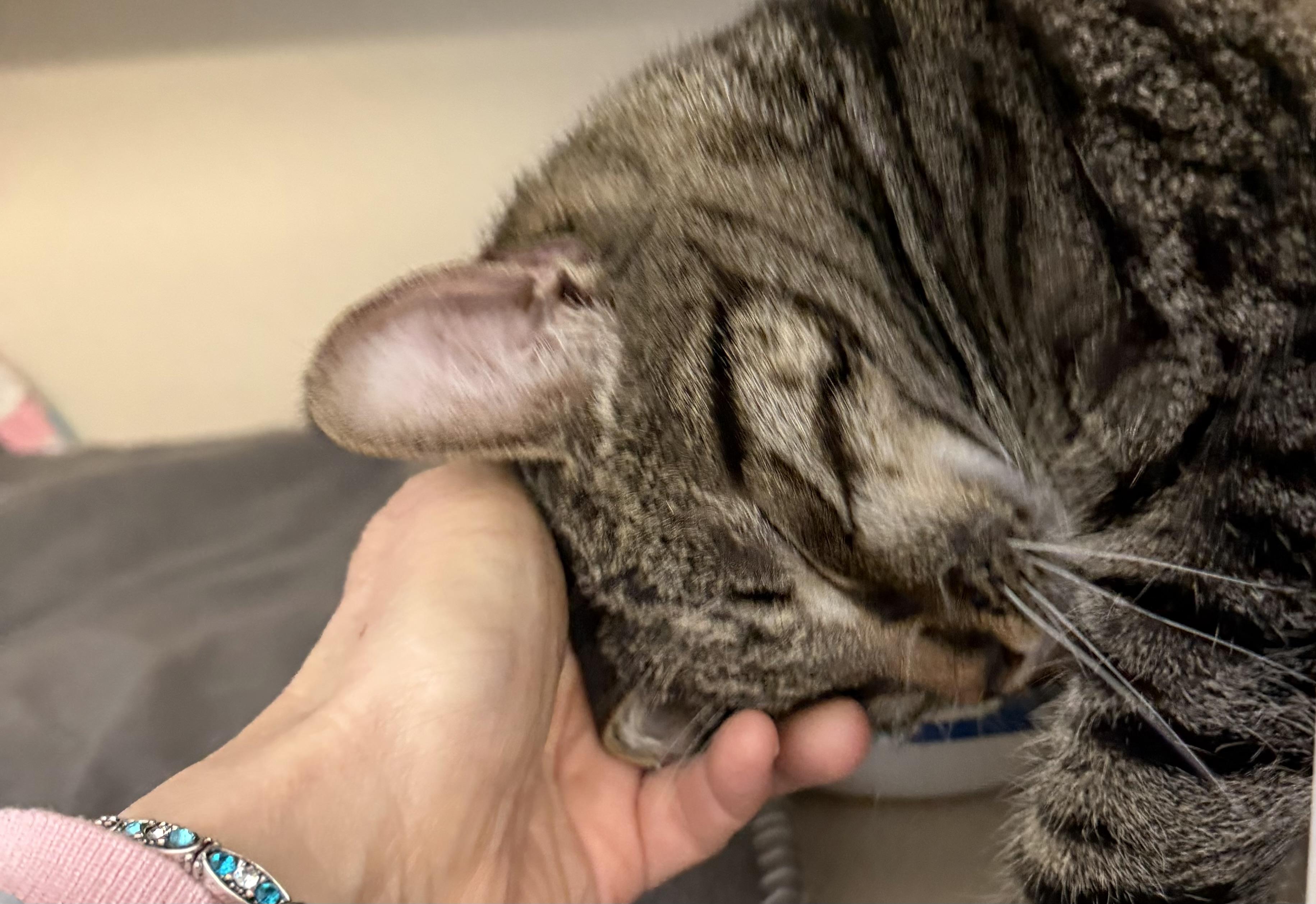 Enlarge Omar and Otto, an adopted mixed breed in Salem, NH image 6/6