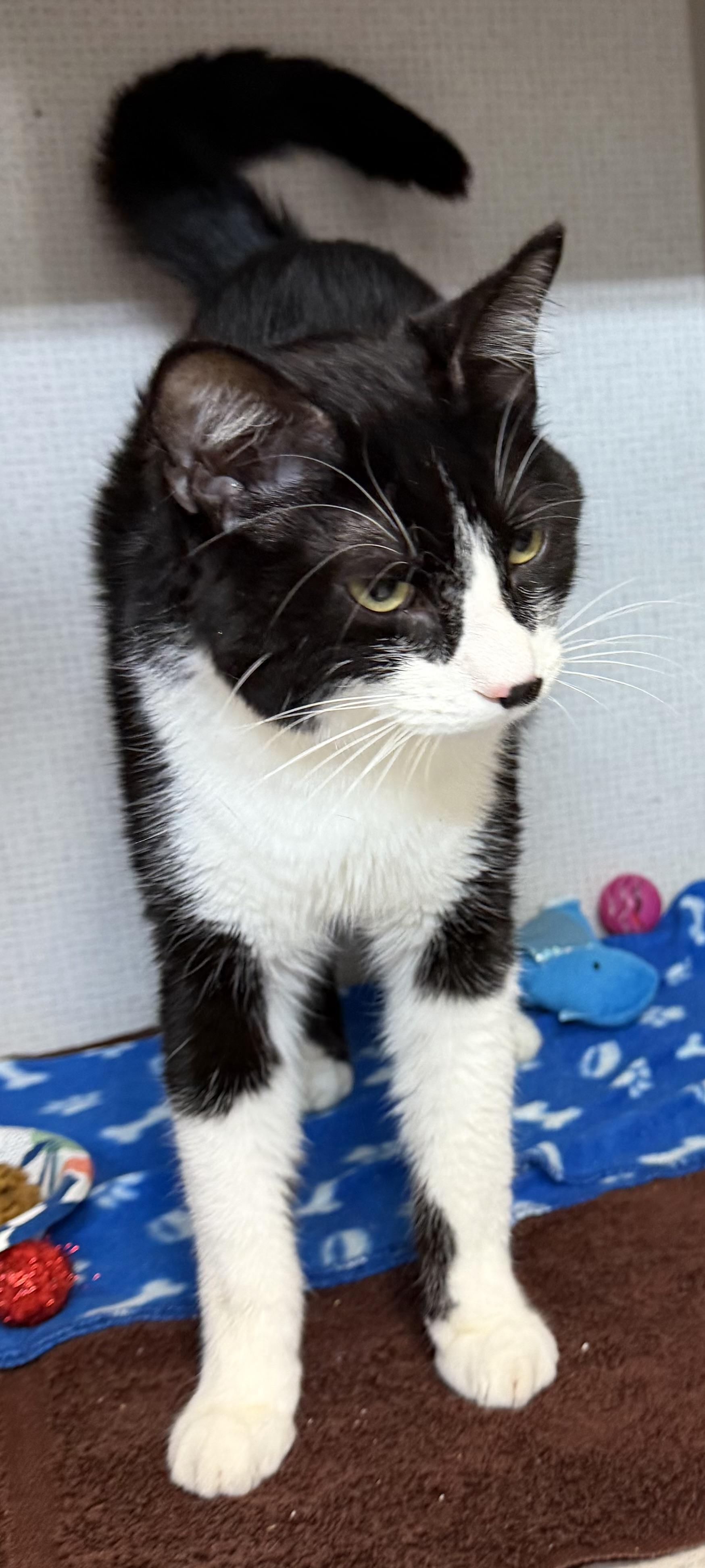 Enlarge Omar and Otto, an adopted mixed breed in Salem, NH image 3/6