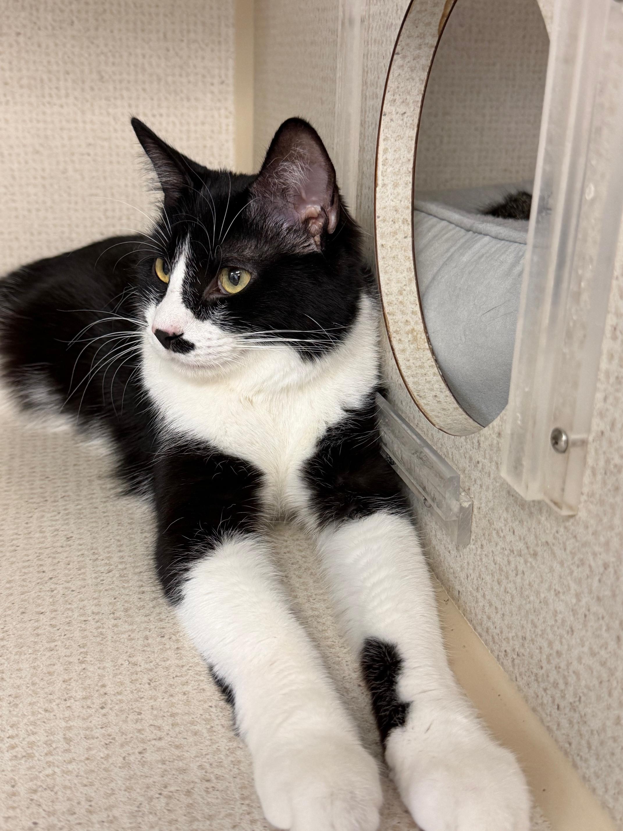 Enlarge Omar and Otto, an adopted mixed breed in Salem, NH image 1/6