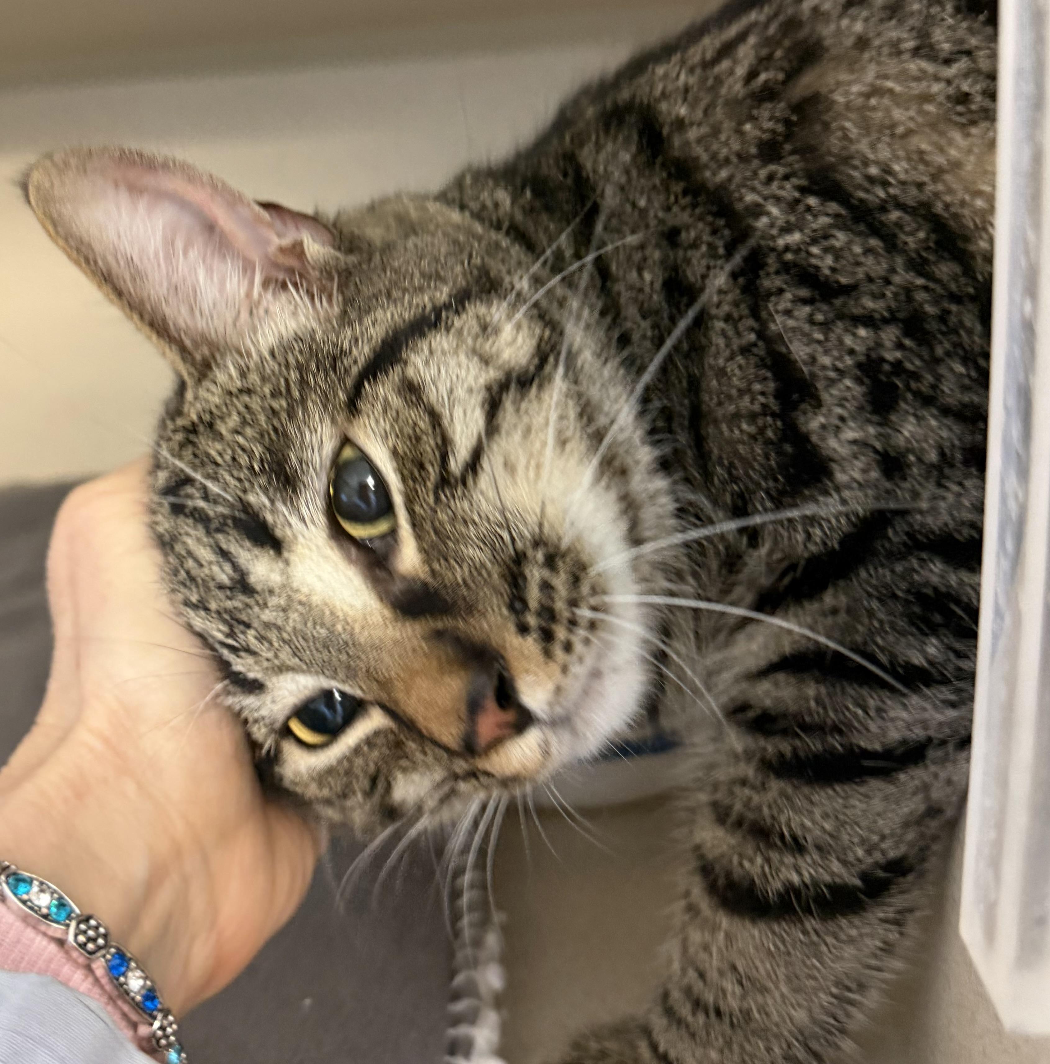 Enlarge Omar and Otto, an adopted mixed breed in Salem, NH image 2/6