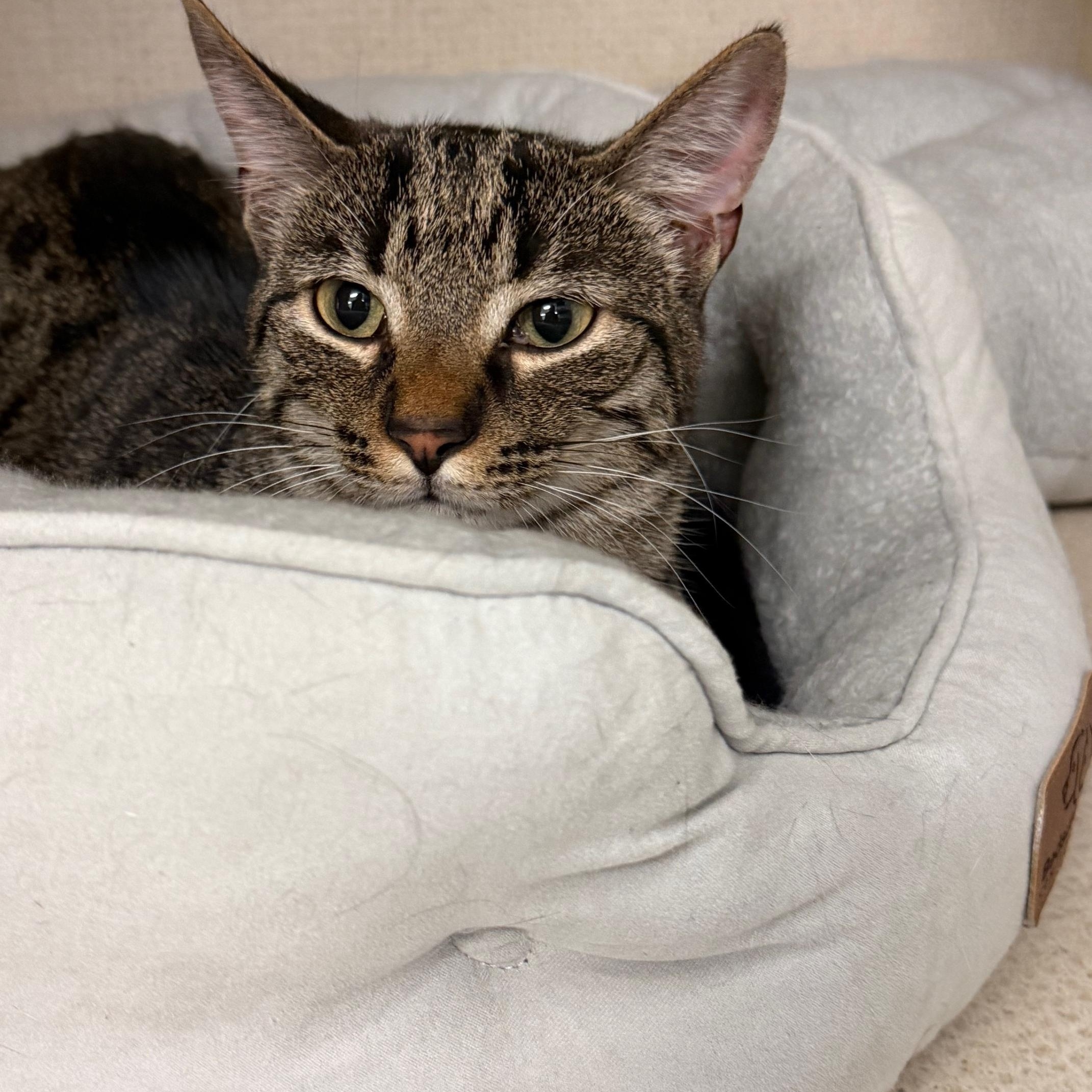 Enlarge Omar and Otto, an adopted mixed breed in Salem, NH image 4/6