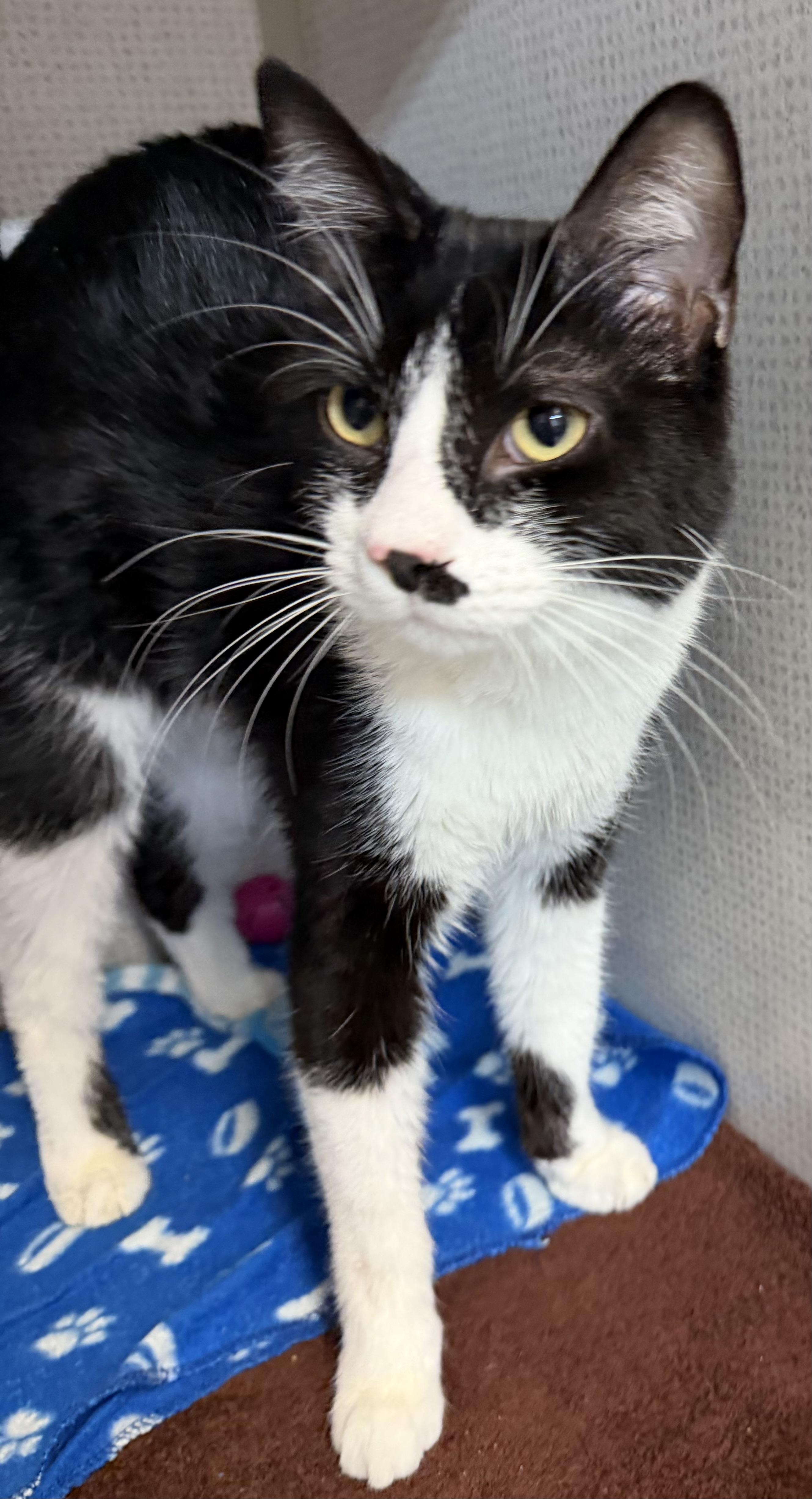 Enlarge Omar and Otto, an adopted mixed breed in Salem, NH image 5/6