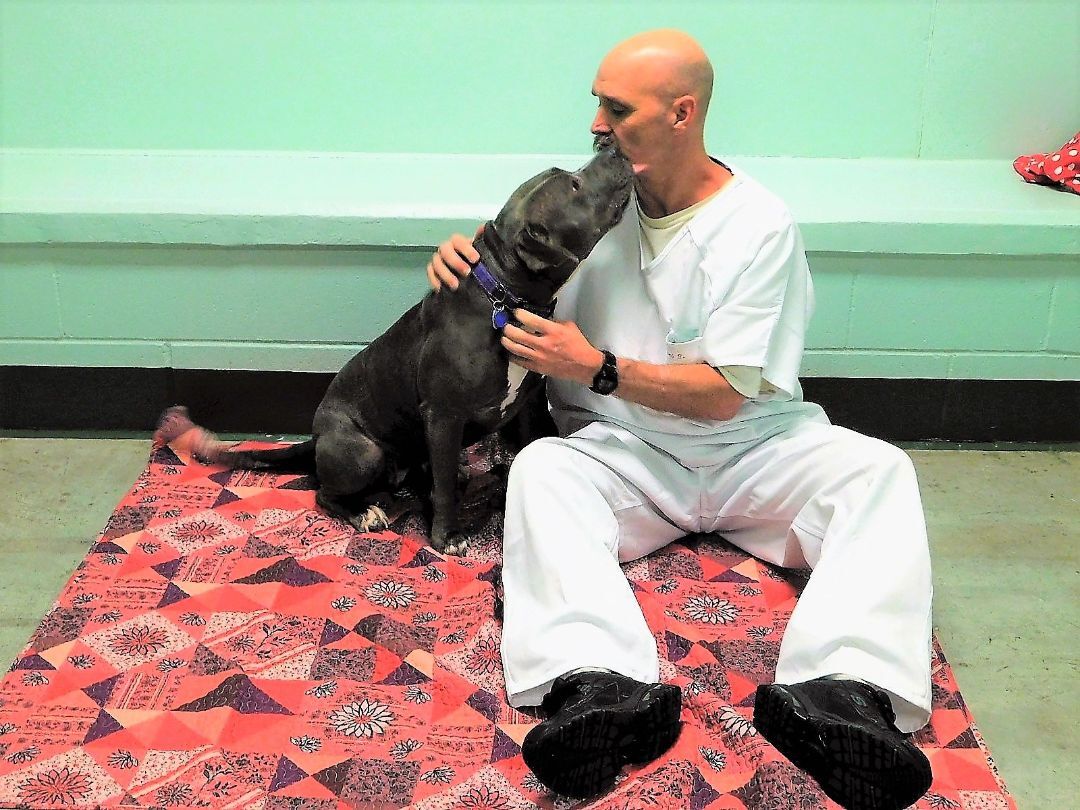 Maggie, a Adopted Pit Bull Terrier in Milledgeville, GA image 1/12