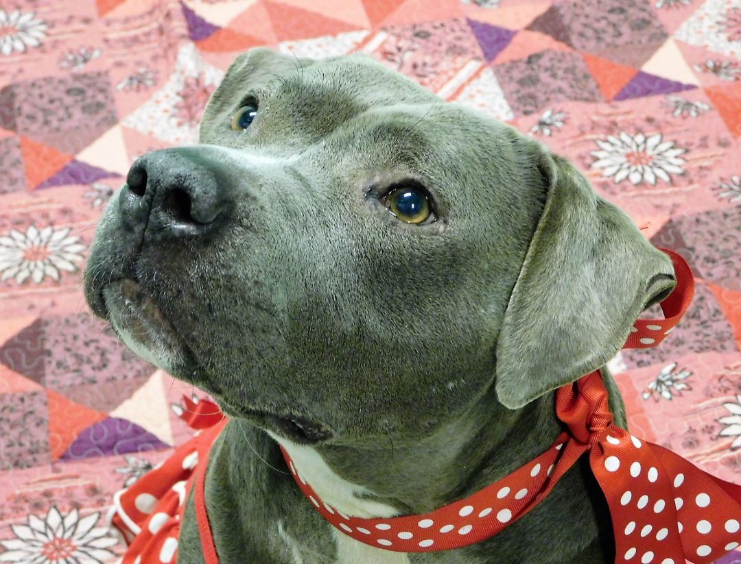 Maggie, Adopted, Adult Female Pit Bull Terrier.