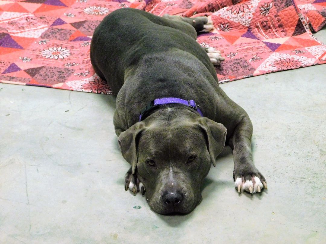 Maggie, a Adopted Pit Bull Terrier in Milledgeville, GA image 3/12