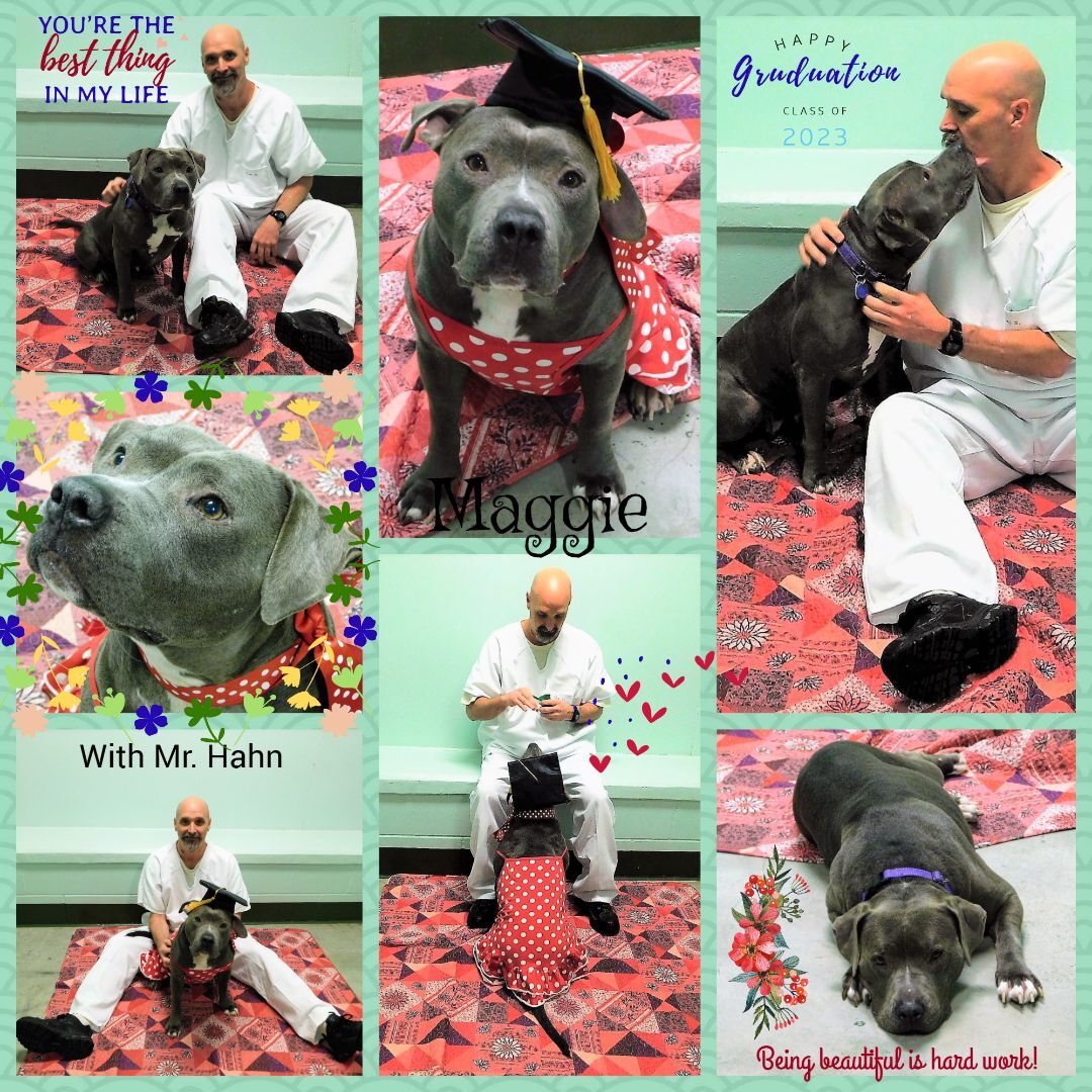 Maggie, a Adopted Pit Bull Terrier in Milledgeville, GA image 4/12