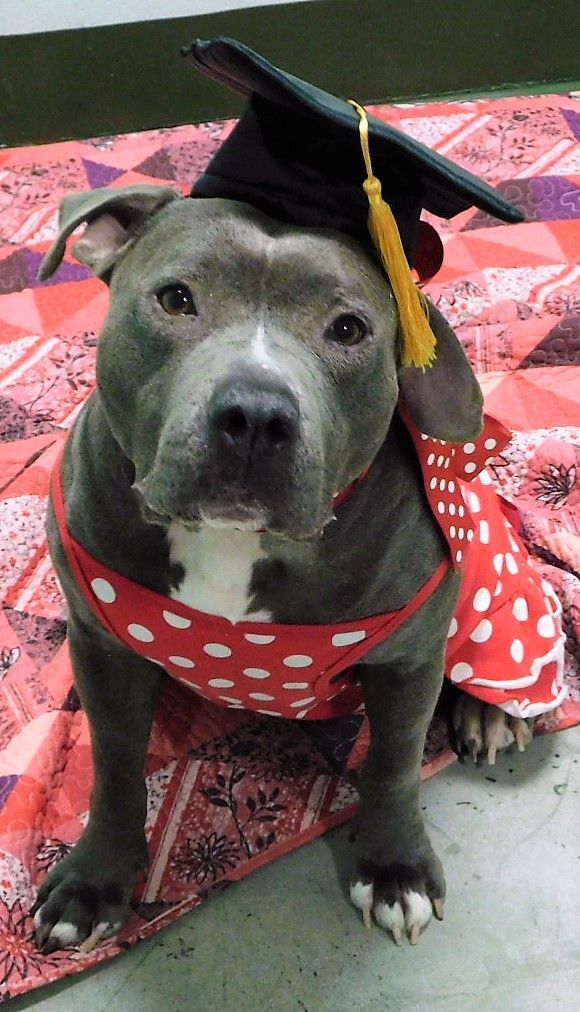 Maggie, a Adopted Pit Bull Terrier in Milledgeville, GA image 6/12