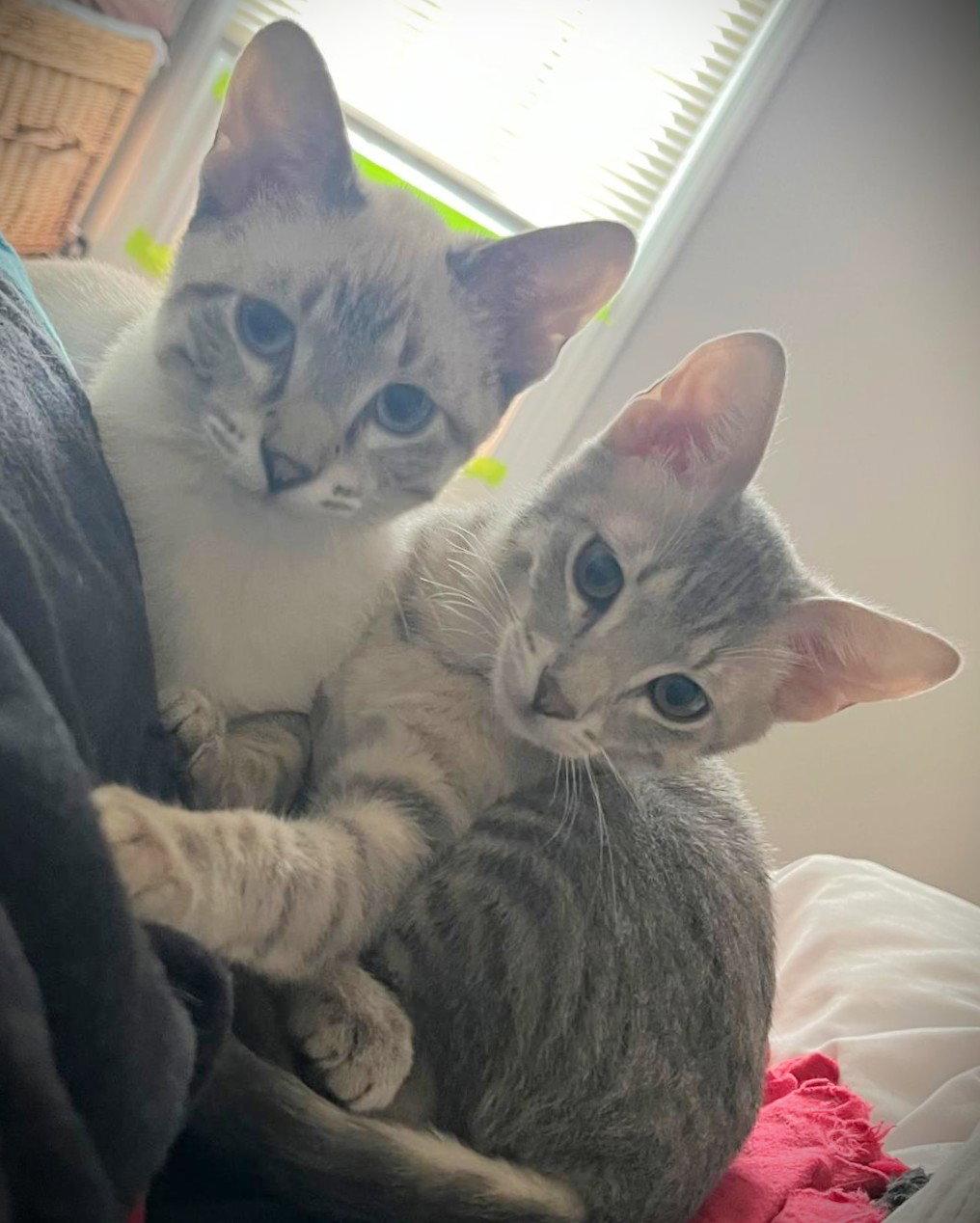 Hippo and Patra, Adoptable, Kitten Female Siamese & Domestic Short Hair.