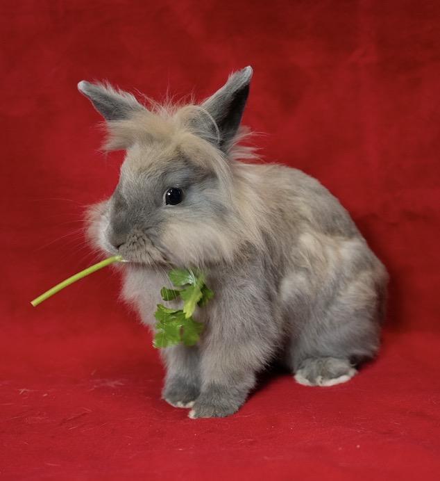 Toaster Oven, adopted, Young Male Lionhead.