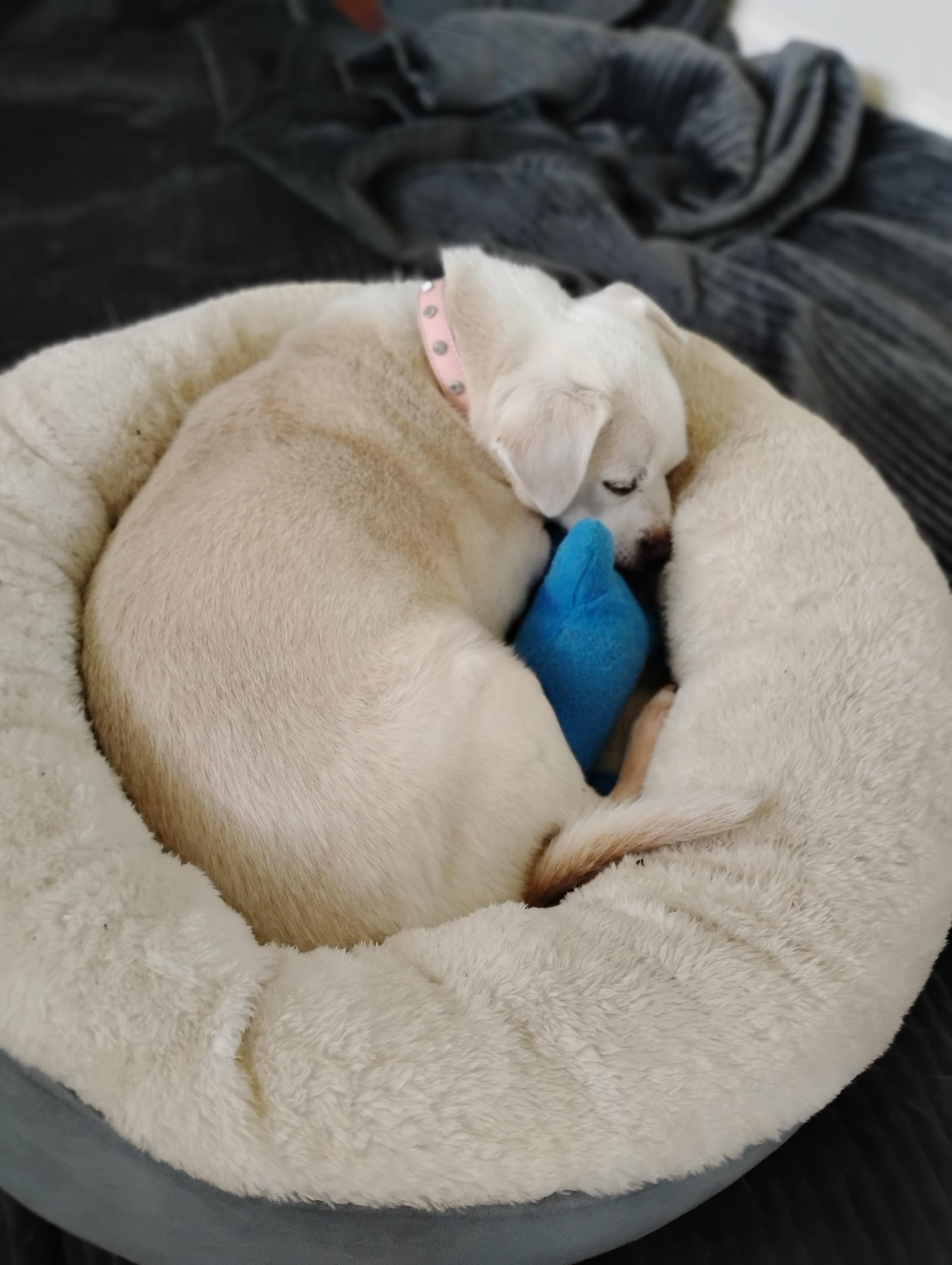 Enlarge Piglet, an adopted mixed breed in Salisbury, MD image 1/3