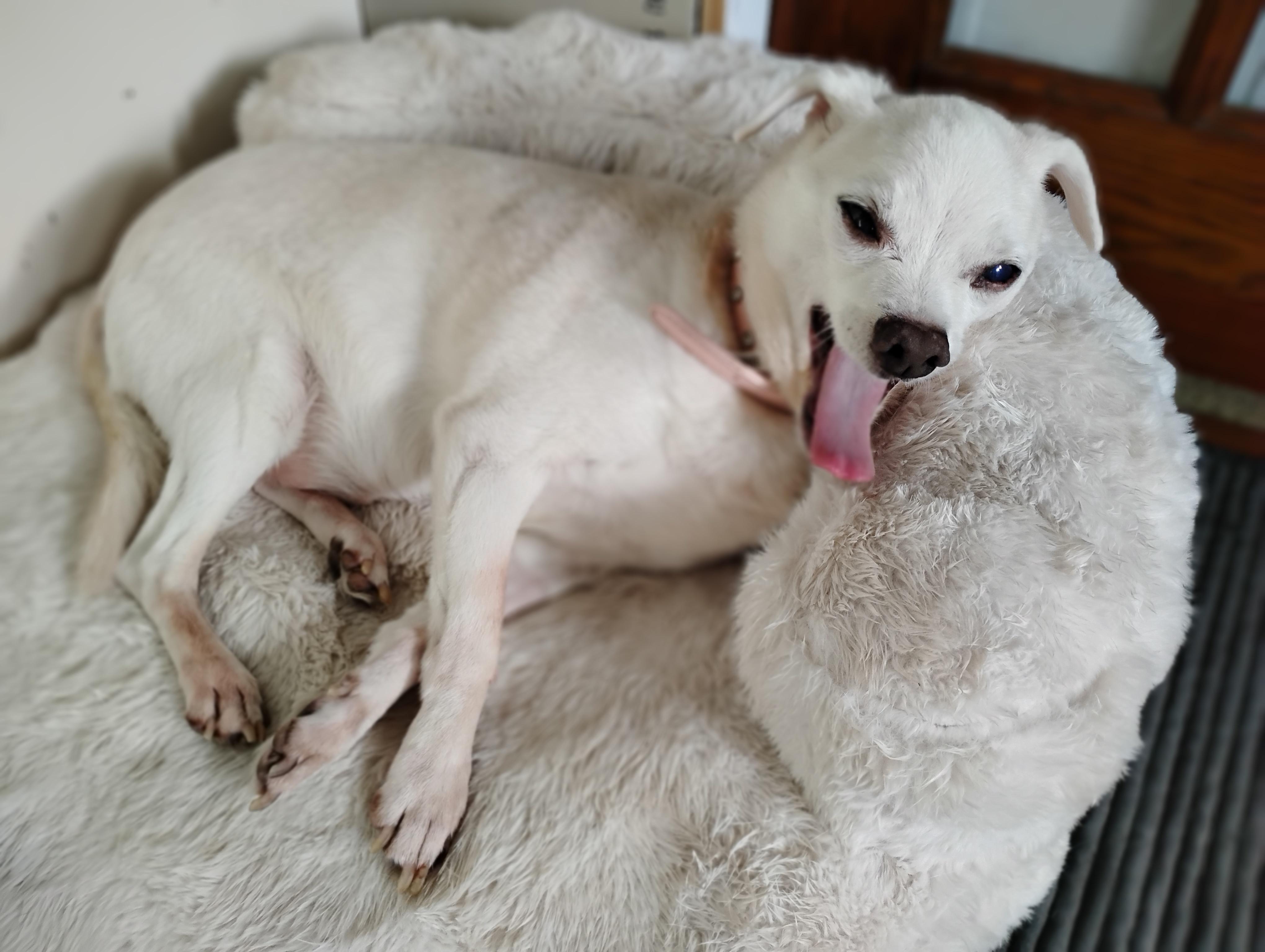 Enlarge Piglet, an adopted mixed breed in Salisbury, MD image 2/3