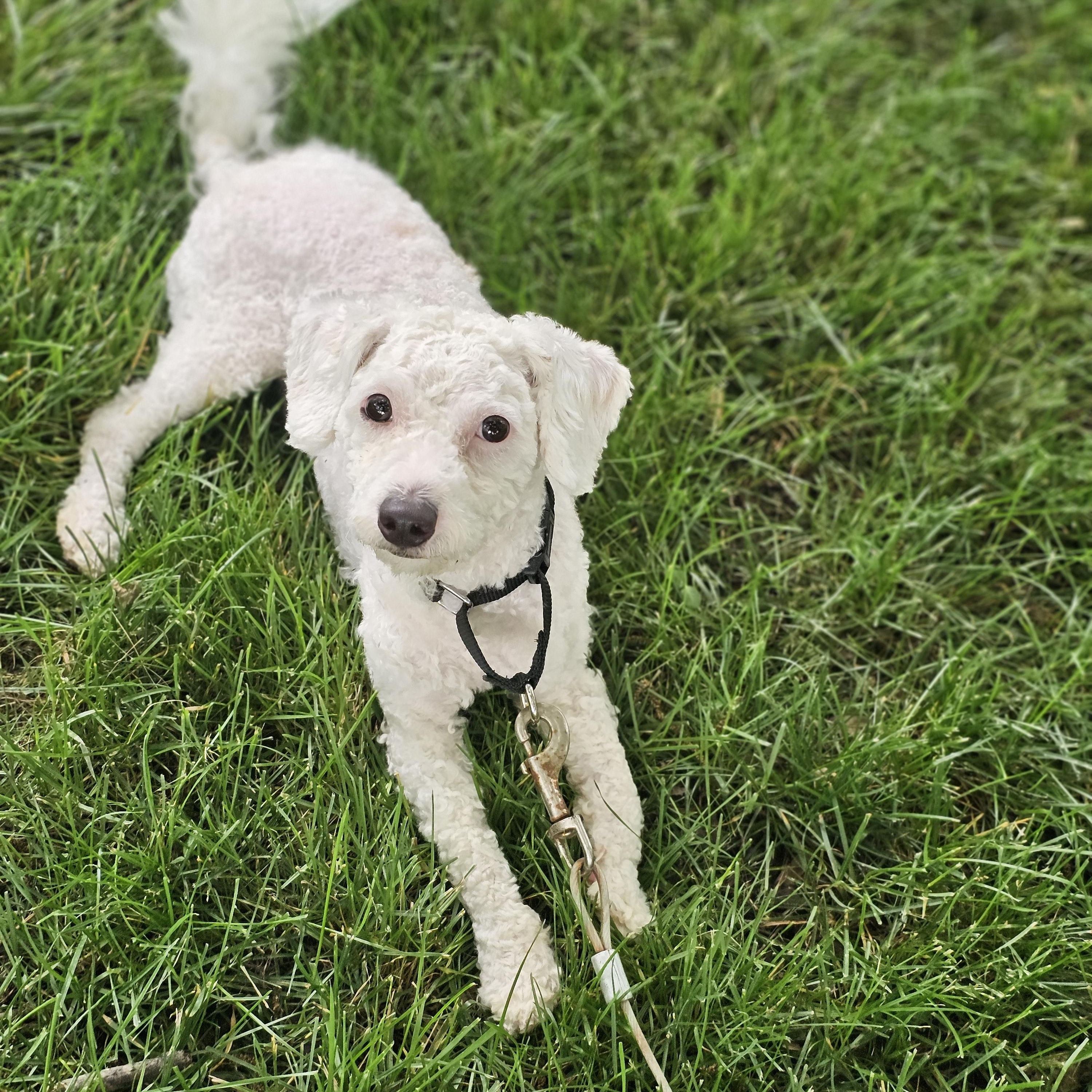 Coconut, an adopted mixed breed in O Fallon, IL image 3/5