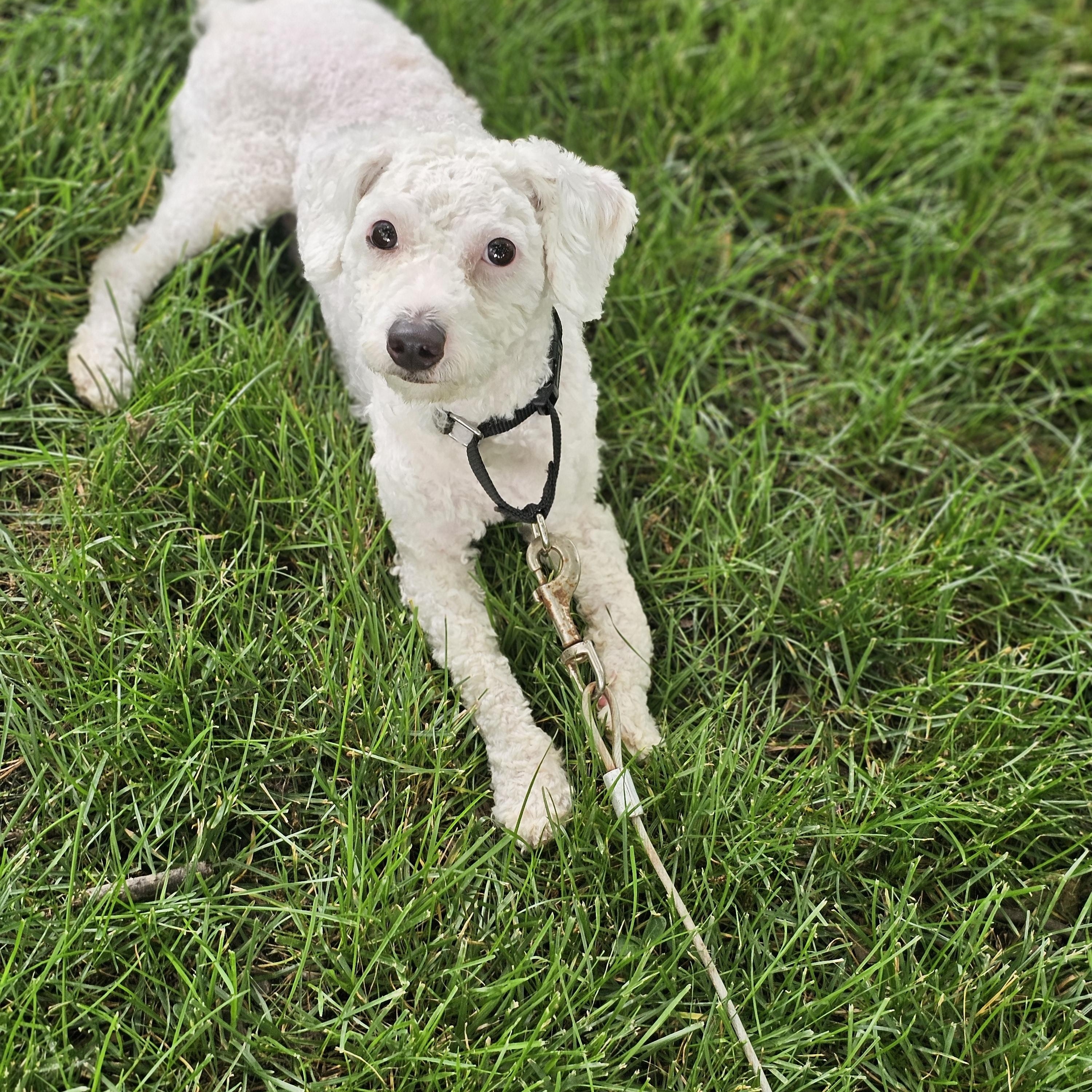 Coconut, an adopted mixed breed in O Fallon, IL image 5/5