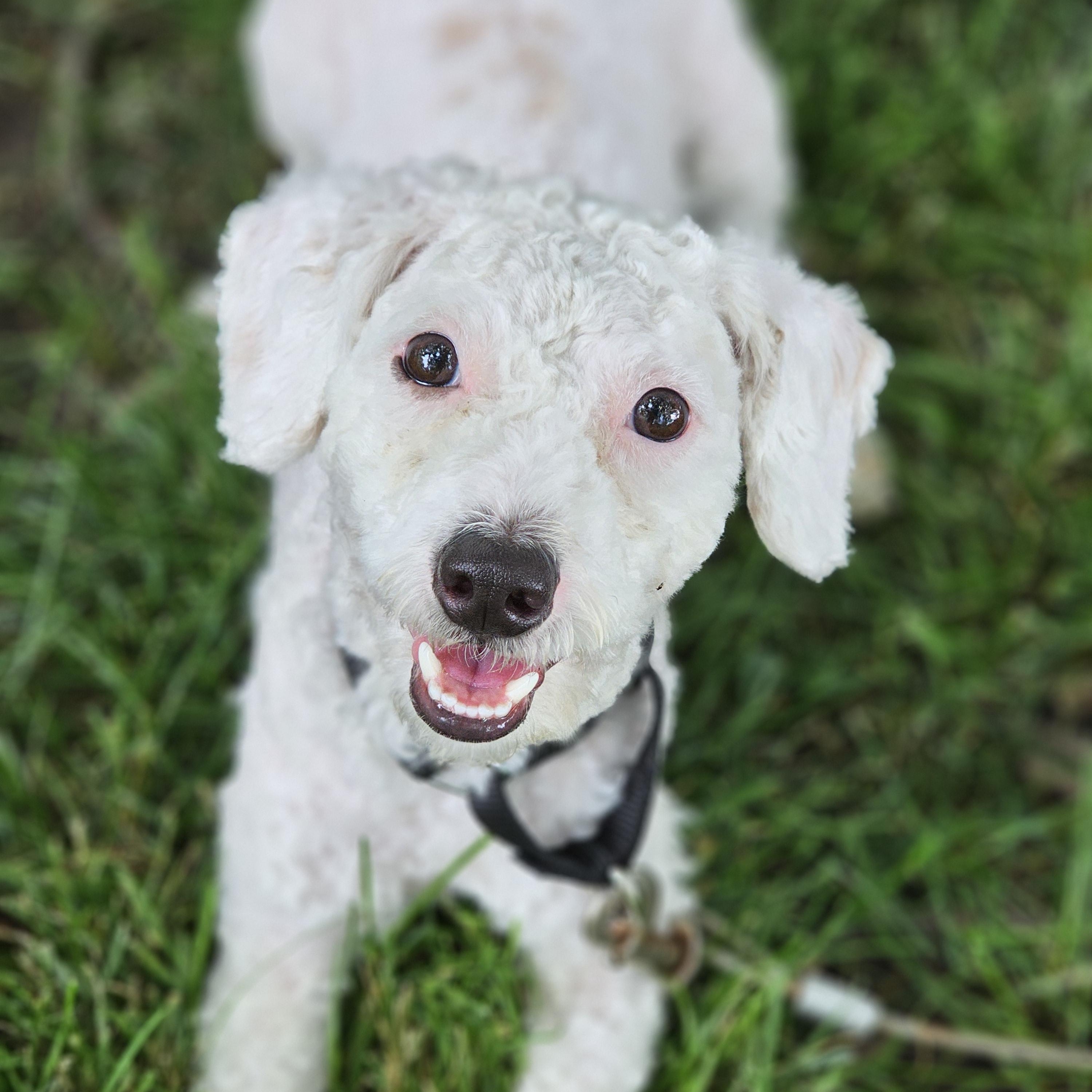 Coconut, an adopted mixed breed in O Fallon, IL image 4/5