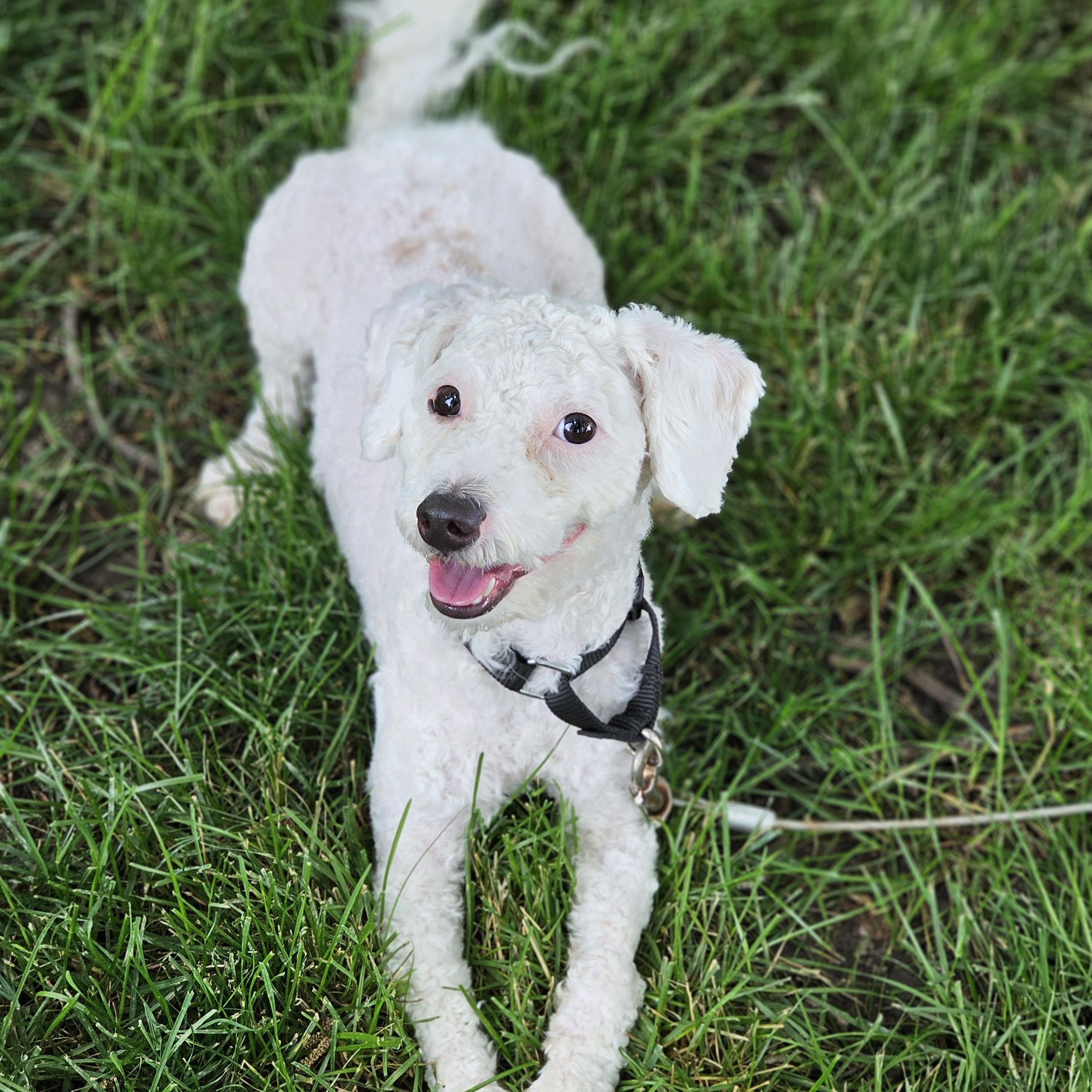Coconut, adopted, Young Male Miniature Poodle & Maltese.