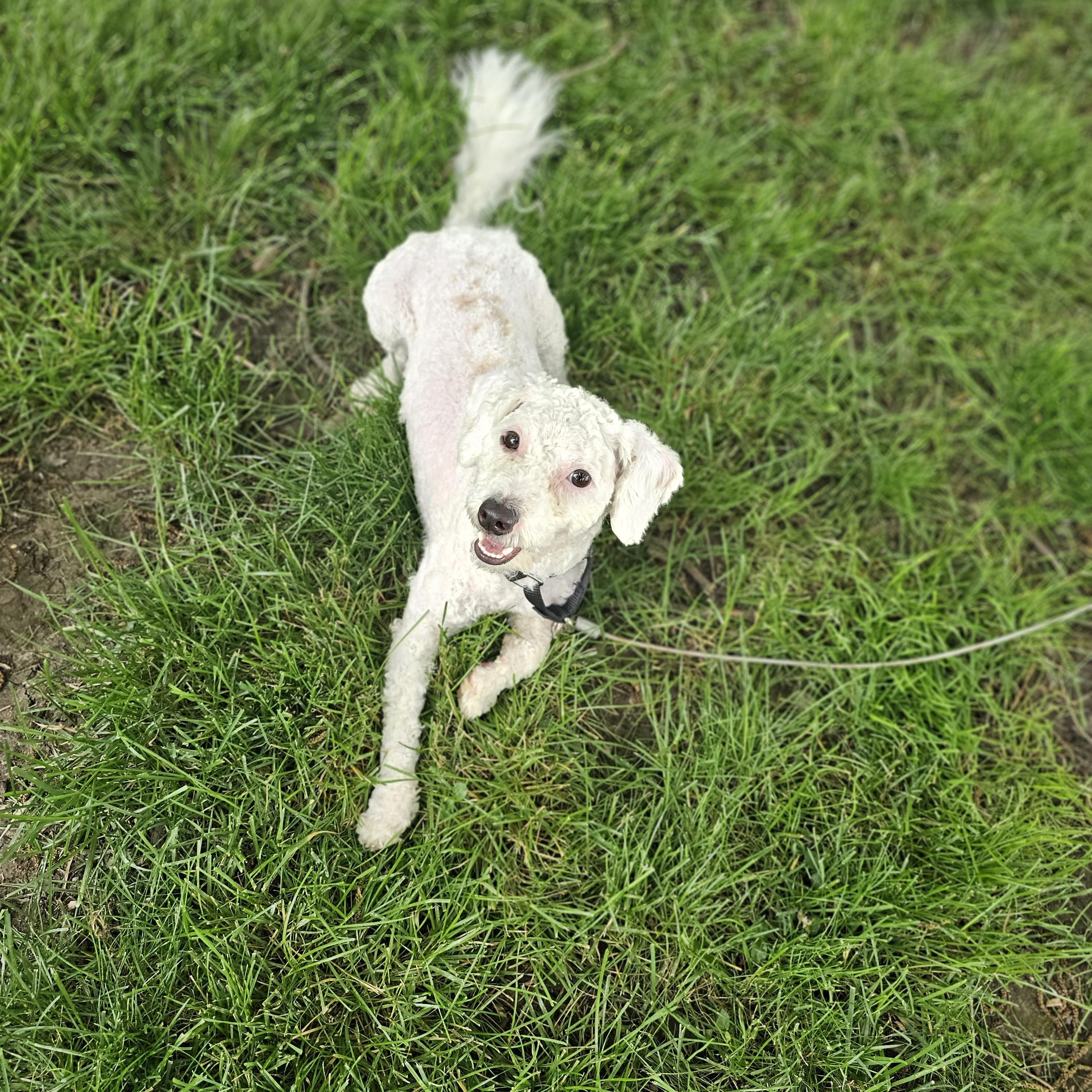Coconut, an adopted mixed breed in O Fallon, IL image 2/5