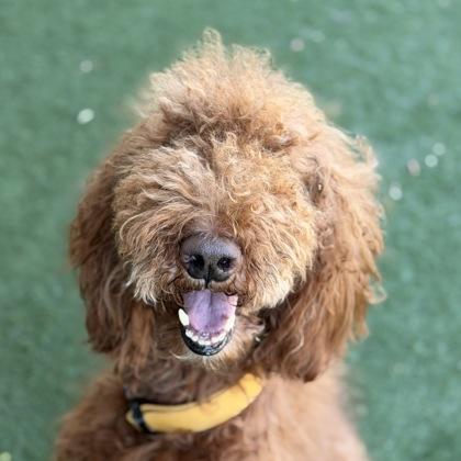 Bently, a ADOPTABLE mixed breed in Sacramento, CA image 1/3