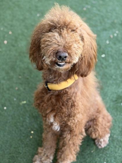Bently, a ADOPTABLE mixed breed in Sacramento, CA image 2/3