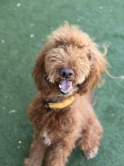 Bently, a ADOPTABLE mixed breed in Sacramento, CA image 3/3