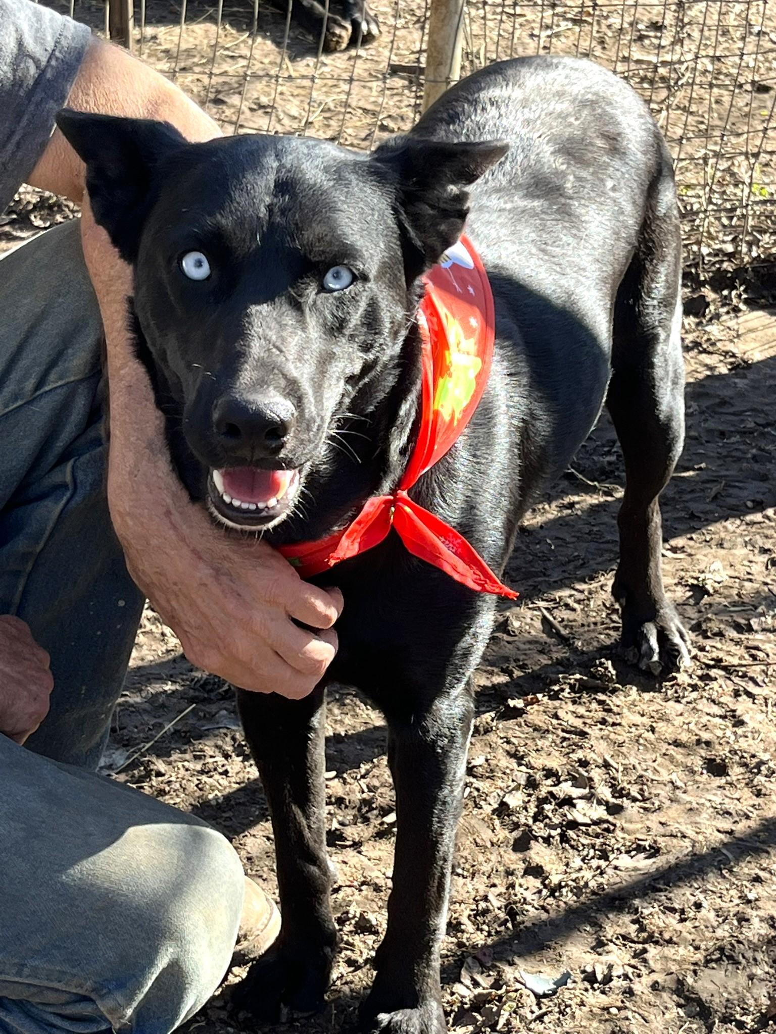 Enlarge Luna, a Adoptable mixed breed in Godley, TX image 6/6