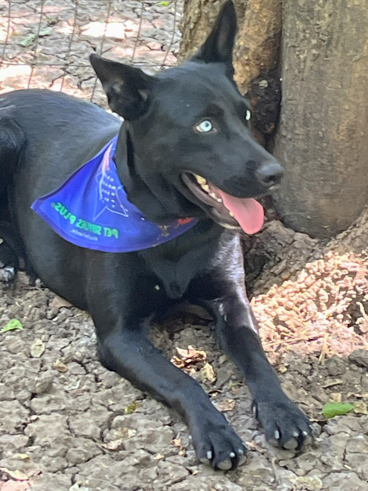 Luna, a Adoptable mixed breed in Godley, TX image 5/6