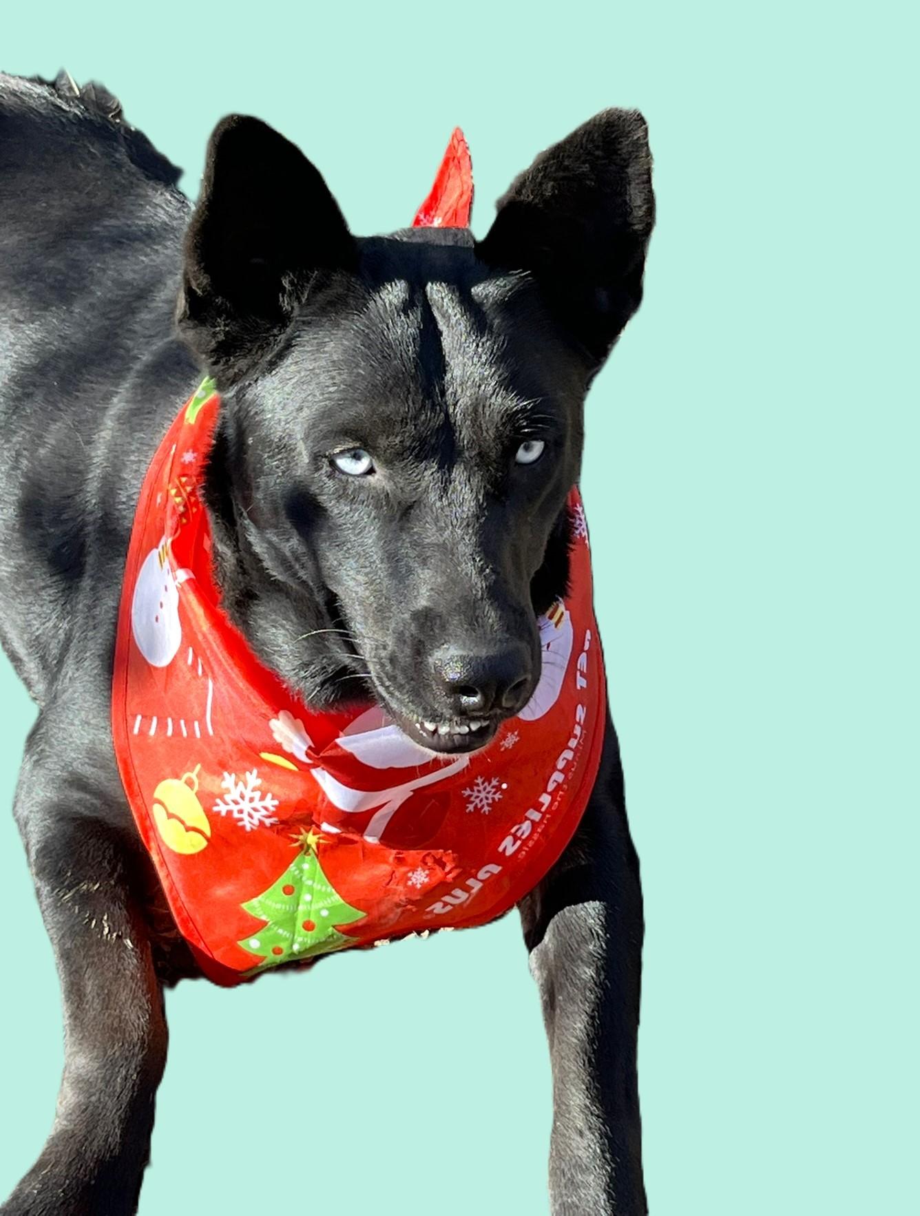 Luna, a Adoptable mixed breed in Godley, TX image 1/6