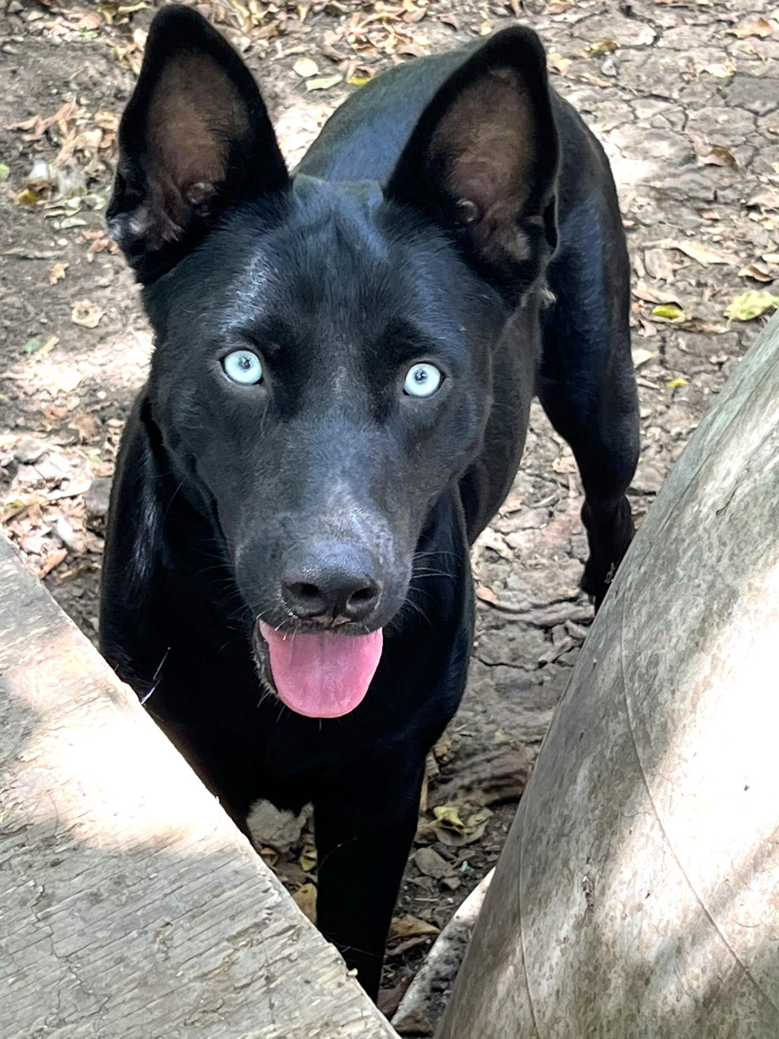 Enlarge Luna, a Adoptable mixed breed in Godley, TX image 5/6