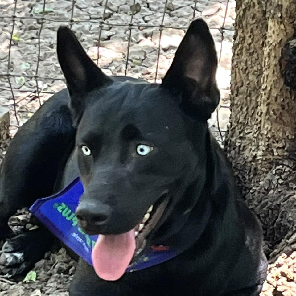 Luna, Adoptable, Adult Female Husky & Labrador Retriever.