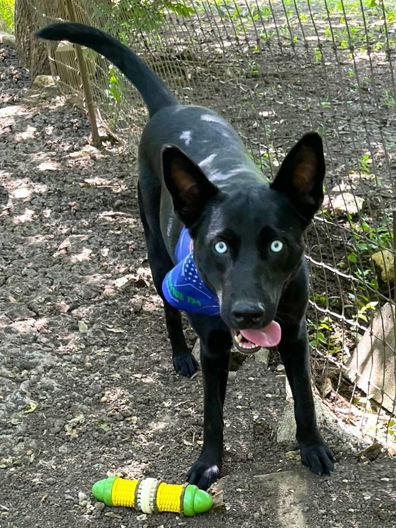 Enlarge Luna, a Adoptable mixed breed in Godley, TX image 4/6