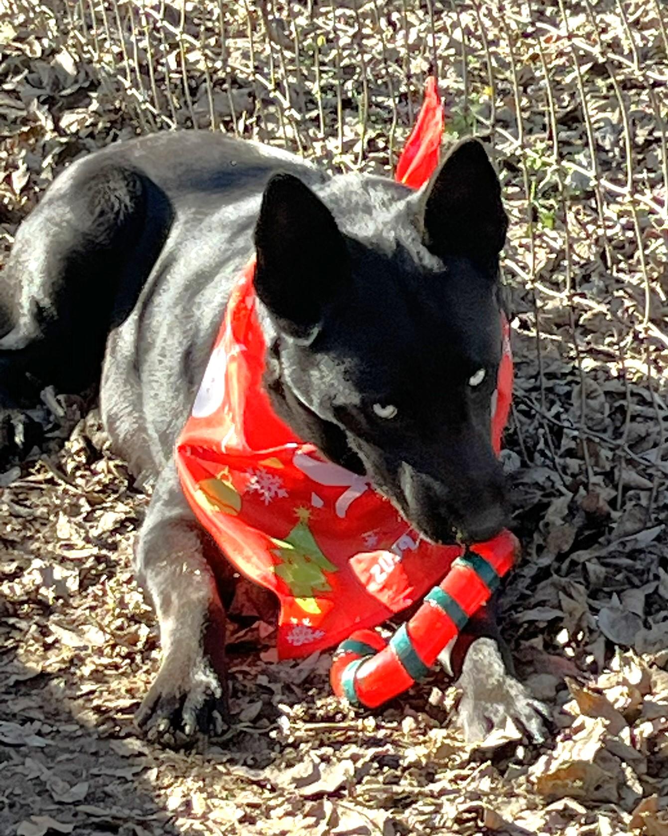 Luna, a Adoptable mixed breed in Godley, TX image 3/6