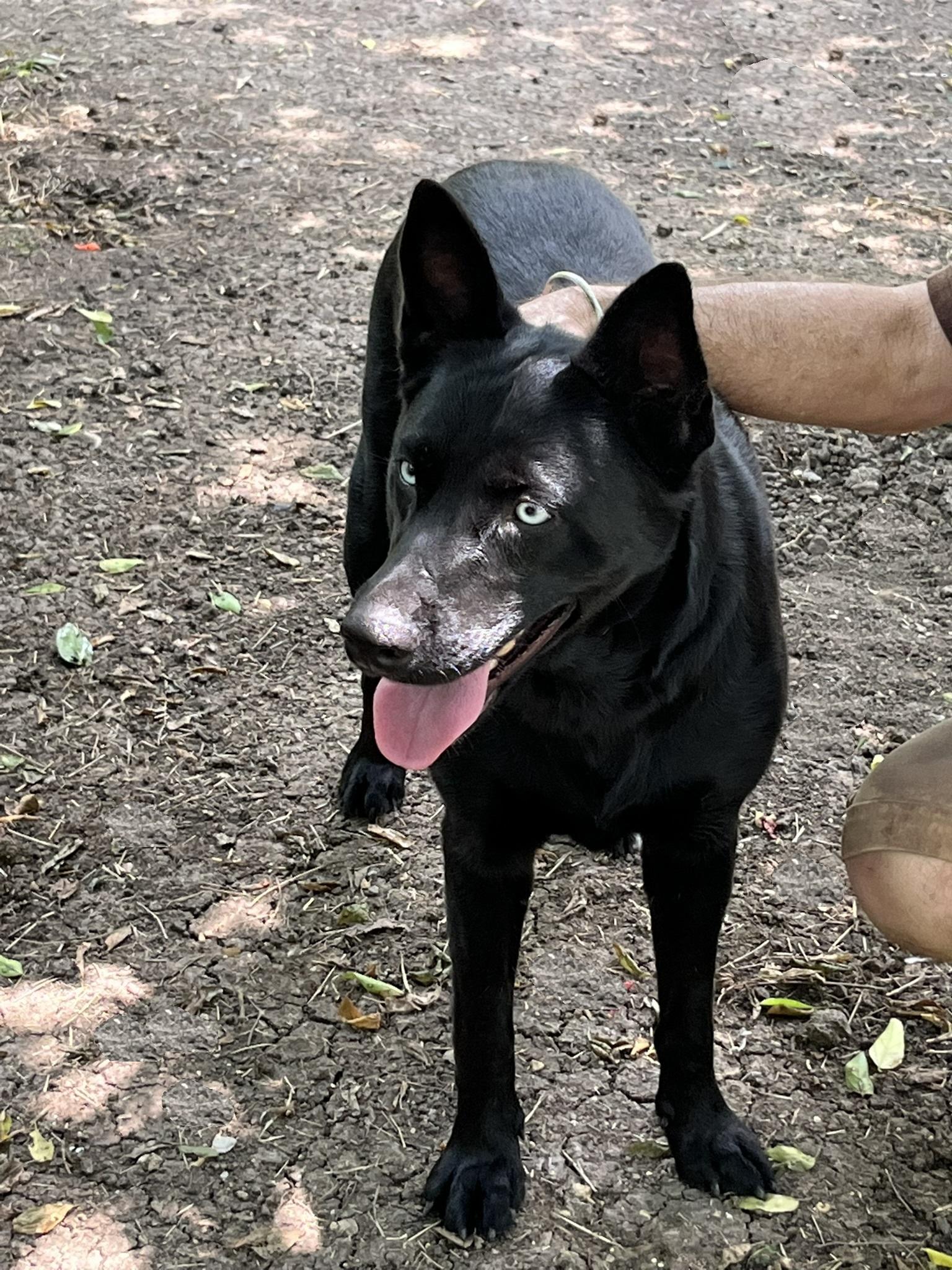 Enlarge Luna, a Adoptable mixed breed in Godley, TX image 2/6