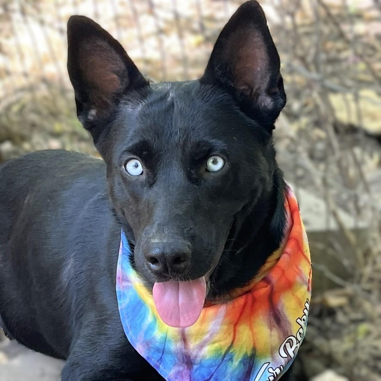 Luna, Adoptable, Adult Female Husky & Labrador Retriever.