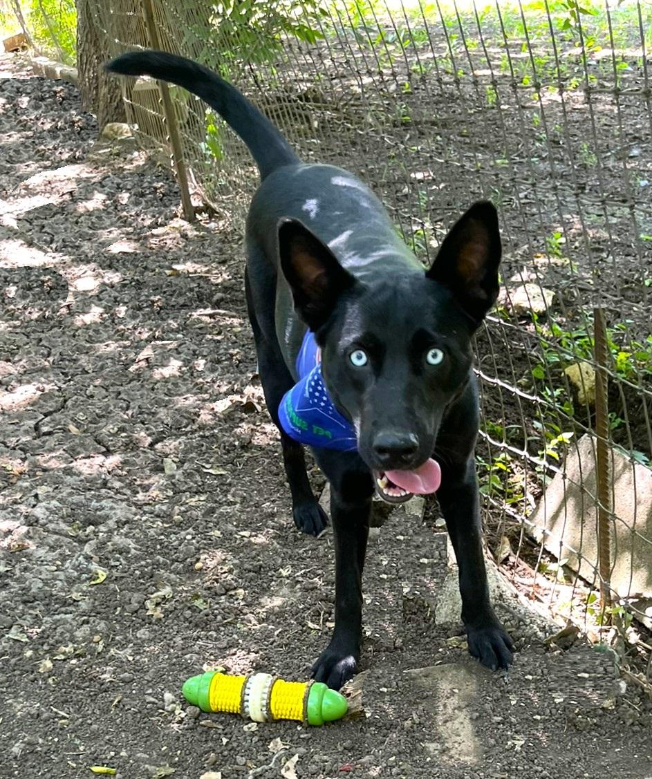 Luna, a Adoptable mixed breed in Godley, TX image 4/6