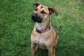 Sassy, a Adoptable mixed breed in New Braunfels, TX image 1/2