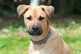 Sassy, Adoptable, Adult Female Black Mouth Cur & Labrador Retriever.
