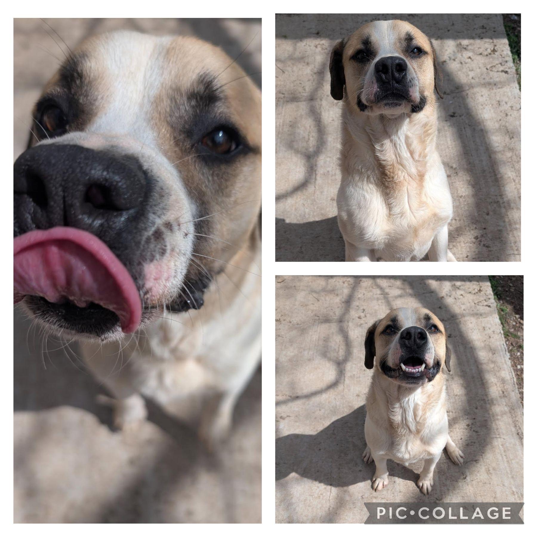 Enlarge Bert, a Adoptable mixed breed in Metropolis, IL image 1/1