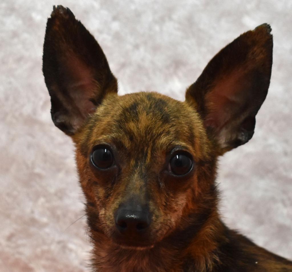Camo, Adoptable, Adult Male Chihuahua.