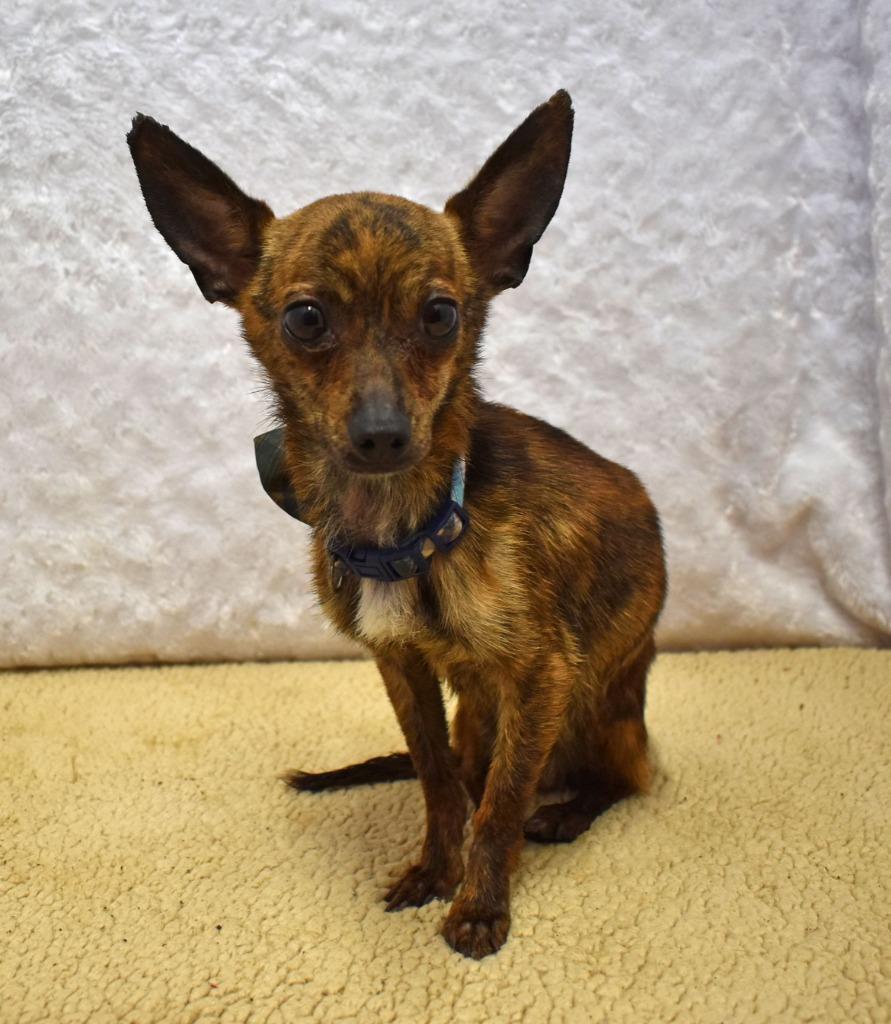 Enlarge Camo, a Adoptable Chihuahua in Springfield, OH image 2/6
