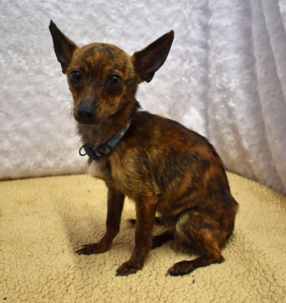 Enlarge Camo, a Adoptable Chihuahua in Springfield, OH image 3/6
